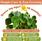 Dr. Lu’s Organic Chinese Money Plant (Pilea Peperomioides) | Rooted Friendship/UFO Plant | Rare House Plants for Good Fortune | Live Plants in 4'' Nursery Pot