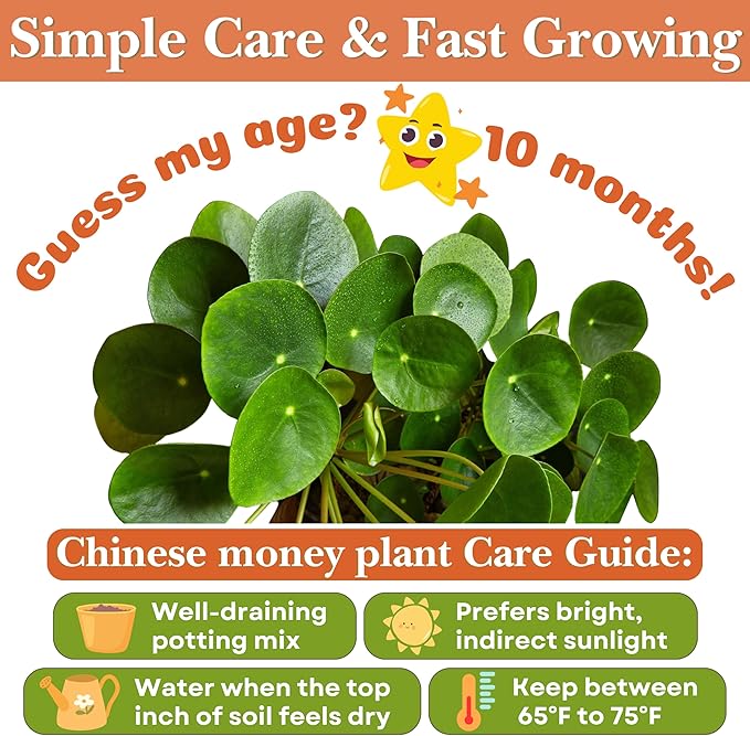 Dr. Lu’s Organic Chinese Money Plant (Pilea Peperomioides) | Rooted Friendship/UFO Plant | Rare House Plants for Good Fortune | Live Plants in 4'' Nursery Pot