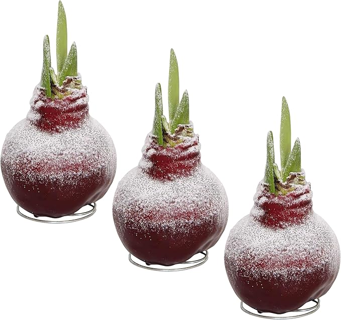 Snow Flecked Waxed Amaryllis Bulb 3-Pack – Red Wax with Red Blooms – Live Holiday Gift Plant, Easy Care, No Watering Needed