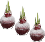 Snow Flecked Waxed Amaryllis Bulb 3-Pack – Red Wax with Red Blooms – Live Holiday Gift Plant, Easy Care, No Watering Needed