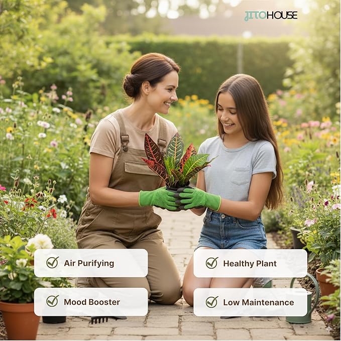 Croton Petra Live Plant in 4” Nursery Pot – Colorful Tropical Indoor Houseplant with Red, Yellow & Green Foliage, Air Purifying Full Size Plant for Home Office Décor, Easy Low Maintenance – JitoHouse
