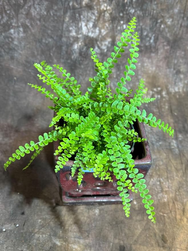 PLANTVERS Live Fern Plant in a 4" Nursey Pot | Low Maintenance Indoor Houseplant | Tropical Air Purifying Green Foliage for Home & Office Decor | Easy-Care Indoor Plant (Lemon Button Fern)