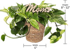 Green Circle Growers 5" Pothos in a Seagrass Pot with Mom Pick, Live Indoor Plant, House Plant