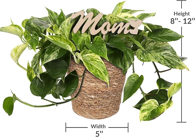Green Circle Growers 5" Pothos in a Seagrass Pot with Mom Pick, Live Indoor Plant, House Plant