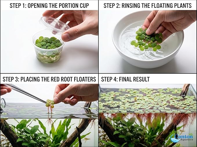 Red Root Floaters Live Plant, Floating Plants for Aquarium Surface Shade, Easy Care for Freshwater Fish Tanks and Ponds 1-2 Ounce Portion