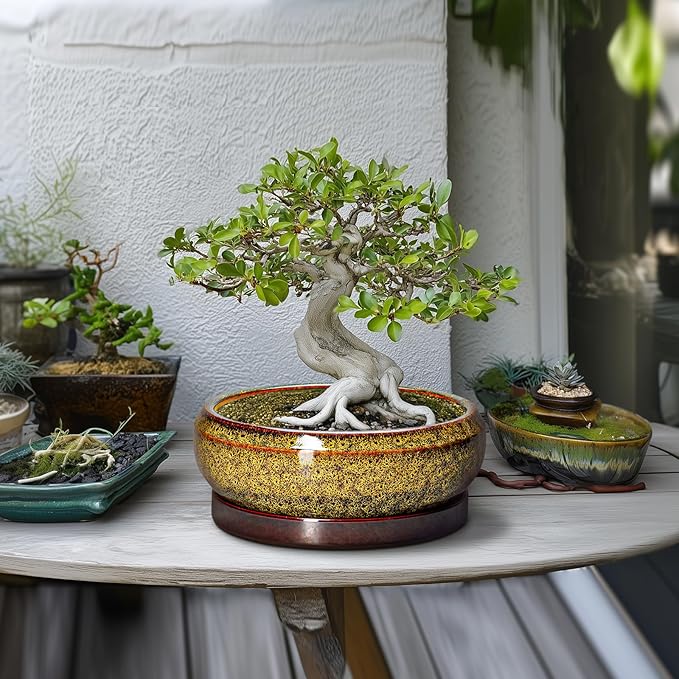 Bonsai Pots Ceramic - 10 Inch Succulent Planters Indoor Outdoor, Shallow Planter with Drainage Hole and Saucer, Round Planter Bowl, Succulent Pots, House Decor, Gifts for Plant Lover, Yellow