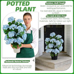 Faux Hydrangea Tree 30" Tall (2 Pack), Artificial Hydrangea Plant in Pot with Blue Flowers, Realistic Hydrangea Tree for Indoor Outdoor Porch, Patio, Home Decor