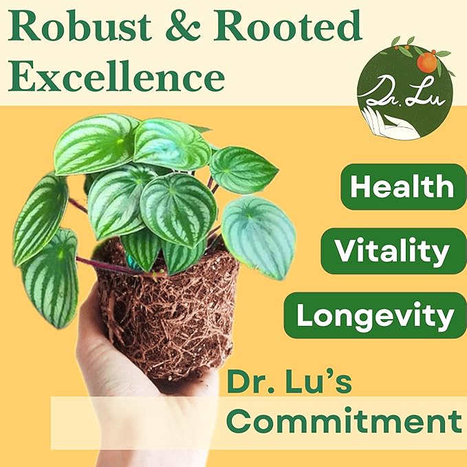 Dr. Lu’s Organic Watermelon Peperomia | Rare Peperomia Live Plant | Rooted Cute Watermelon Plant for Air Purifying | Easy Grow PeperomiaArgyreia in 4'' Nursery Pot