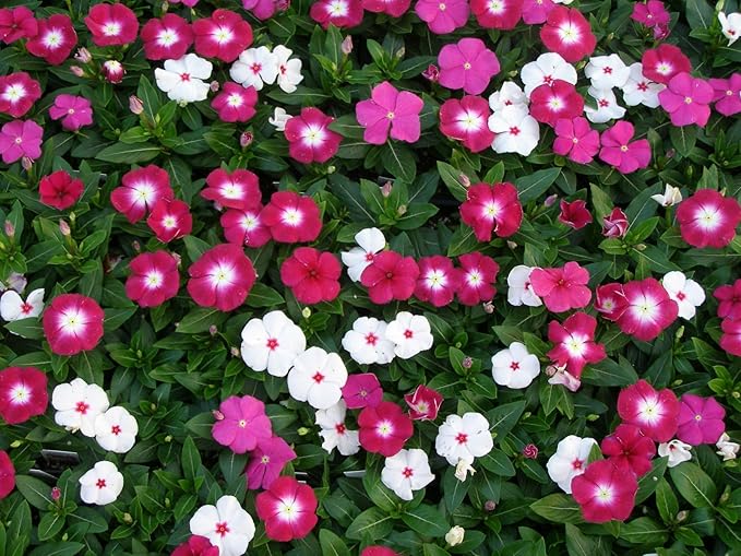VINCA Flowers Mixed Colors, Live Plants, 4 Pack