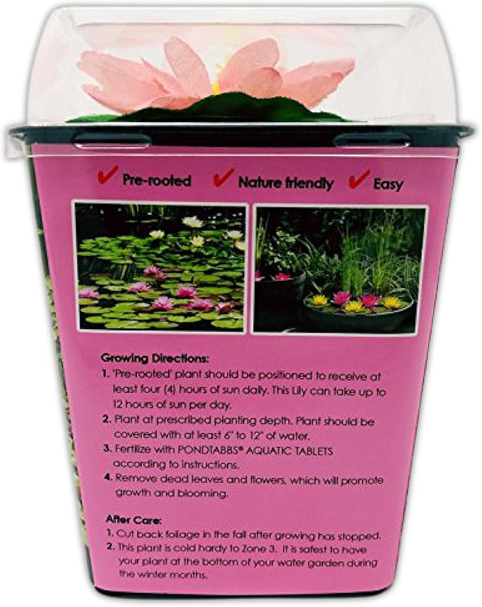 Chalily Water Lily Aquatic Plants Live Lilies Real Small or Big Pond Plant Lilly Ponds Cold Hardy Pads Grow waterlillies Flowering rhizomes Outdoor lilys Waterlily Lillies pre Grown lillys pad Pink