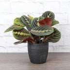 Thorsen's Greenhouse Red Prayer Plant, Live Indoor Plant, Pet Friendly, Popular Houseplant, Red Maranta, Easy to Grow, 4" Diameter Pot (Brushed Silver)