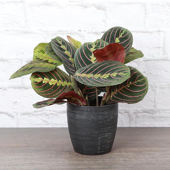 Thorsen's Greenhouse Red Prayer Plant, Live Indoor Plant, Pet Friendly, Popular Houseplant, Red Maranta, Easy to Grow, 4" Diameter Pot (Brushed Silver)