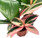 BubbleBlooms Indoor Foliage Assortment, 4 inch Set of 3, Best-Sellers Most Popular House Plant Variety