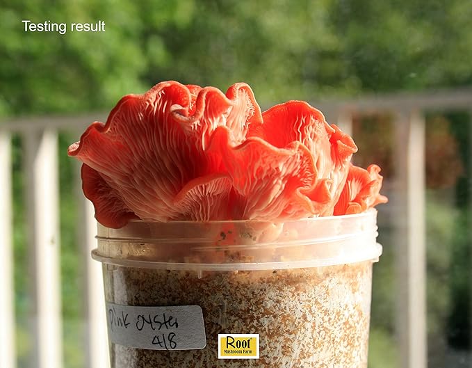 Root Mushroom Farm-Mushroom Liquid Cultures/Pink Oyster(Pleurotus djamor)