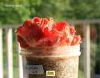 Root Mushroom Farm-Mushroom Liquid Cultures/Pink Oyster(Pleurotus djamor)