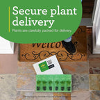 Bonnie Plants Husky Red Cherry Tomato Plugs, Live Plants, Ideal for Containers, Raised Beds, and In-Ground Gardens, Sweet Cherry Tomato Good for Fresh Eating and Cooking, 3 Cubic in., 6-Pack