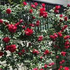 Velvet Red Black Climbing Rose Live Plant, Can Grow As Rose Bushes Shrubs, Fragrant Ready to Plant, Starter Size, 5 to 10 Inc Tall, Dormant in Winter