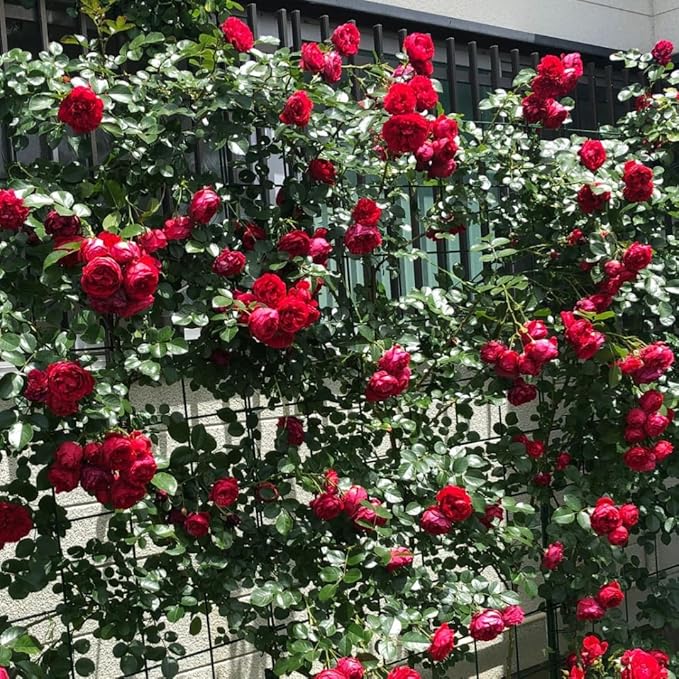 Velvet Red Black Climbing Rose Live Plant, Can Grow As Rose Bushes Shrubs, Fragrant Ready to Plant, Starter Size, 5 to 10 Inc Tall, Dormant in Winter