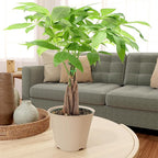 LV64 Live Braided Money Tree Pachira Aquatica Indoor Houseplant in Arcadia Garden Product's Branded Plastic Pot, Tropical Plant Collector Gift for Home and Garden Decor, 6-inch, Tan