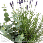 Live Aromatic and Healthy Herb Combo in Deco Cover - Air Purifier, Combo Includes Rosemary, Lavender, and Eucalyptus, 12" Tall by 6" Wide