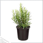 Live Aromatic and Edible Herbs - Assorted Varieties (4 Per Pack) - Lemon Verbena, Eucalyptus, Mint, Lavender - 6" Tall by 3" Wide in 1 Pint Pot