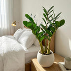 TentoWhan（2Packs Faux Plants Indoor 18.9" Artificial ZZ Plants in White Pot Fake Potted Zamioculcas Silk Faux Plants for Home Table Decor Bedroom Aesthetic