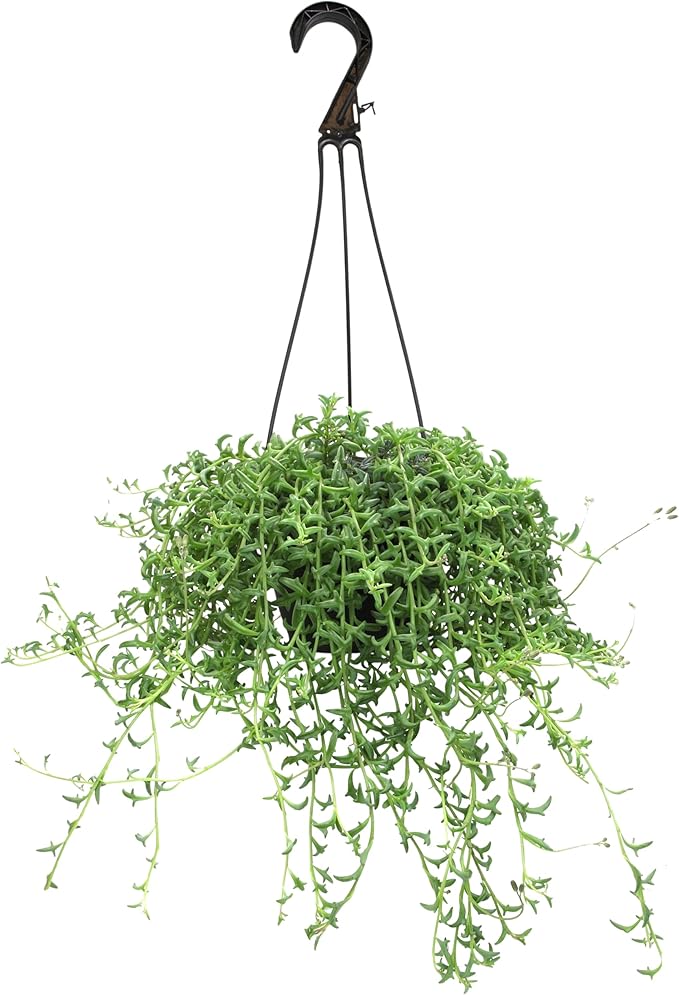 String of Dolphins Plant Live Succulents, Succulents Plants Live in Hanging Planter, Succulents Live Plants Indoor Plants Live Houseplants, Hanging Plants Live Succulent Plants Live by Plants for Pets