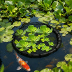 2 Pieces Round Floating Plant Fish Barrier Floating Plant Island Floating Island Plant Protector Pond Plant Protector Protect Your Floating Plants from Pond Fish