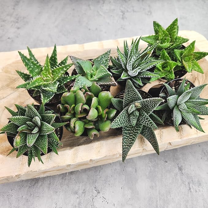 Altman Plants, Assorted Succulents Plants Live Houseplants (4PK), Succulent Plants Home Office Plants Live Indoor Plants, Live Plants Indoor House Plants, Easy Care Plants, Desk Plants, Kitchen Plants