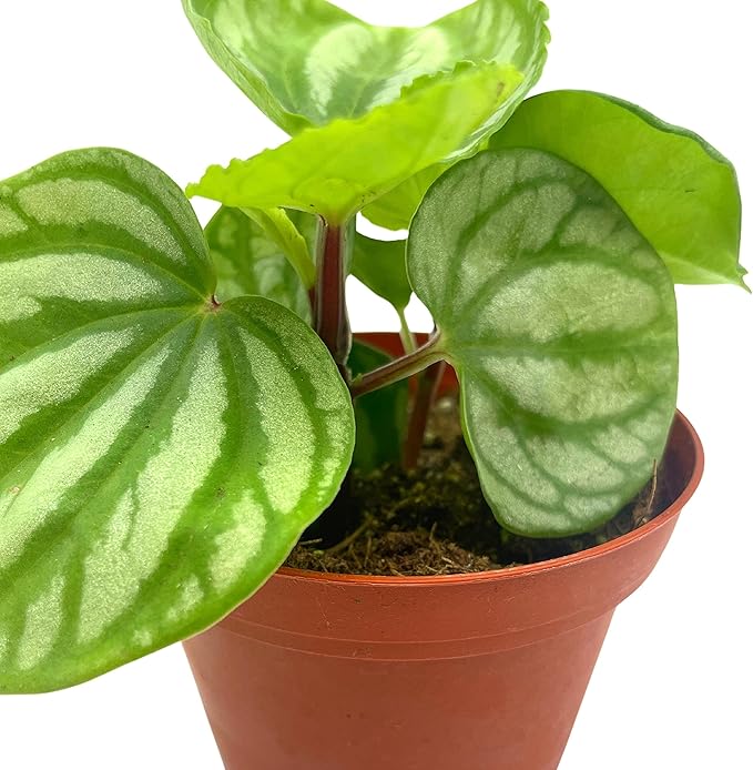 BubbleBlooms Peperomia Ecuador, 4 inch, Rare Pep Argyreia, Exotic House Plant