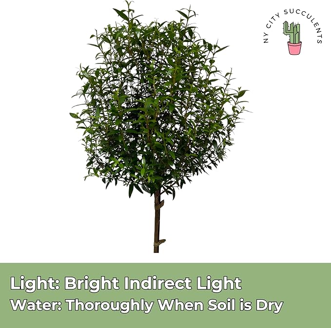 Myrtle Tree Plant Live in 5 Inch Pot - Live Indoor House Plants for Home Office Wedding Decorations & Birthday Gift