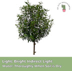 Myrtle Tree Plant Live in 5 Inch Pot - Live Indoor House Plants for Home Office Wedding Decorations & Birthday Gift