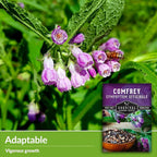 Comfrey Seeds for Planting - Symphytum Officinale Medicinal Perennial Herb for Compost Tea & Natural Skincare - True Slippery Root Non-GMO Heirloom - Survival Garden Seeds (2 Pack)