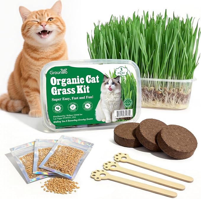 Groundio Cat Grass Seeds, All in 1 Growing Kit for Indoor Cats, Organic Cat Grass Seed with High Germination Rate, Heirloom | Non-GMO | Coco Coir | BPA Free Container