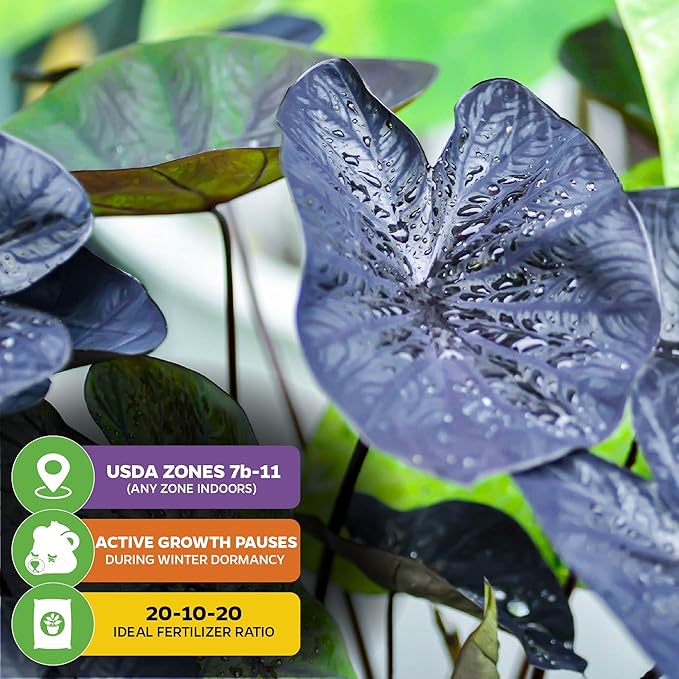 Black Coral Elephant Ear PPAF Live Plant - Colocasia esculenta by Wellspring Gardens - Elephant Ears Bulbs - Flowering Plant - Easy to Grow Starter Bulbs for Outdoor/Indoor Planting (1-Pack)