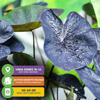 Black Coral Elephant Ear PPAF Live Plant - Colocasia esculenta by Wellspring Gardens - Elephant Ears Bulbs - Flowering Plant - Easy to Grow Starter Bulbs for Outdoor/Indoor Planting (1-Pack)