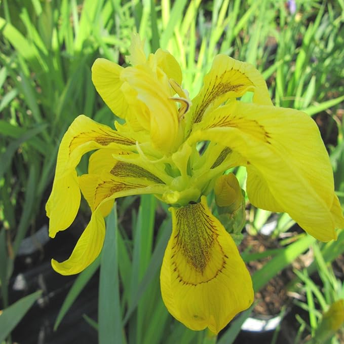 Chalily Iris 'Floro Pleno', a Great Live Pond Plant for Your Water Garden. Filters The koi and Goldfish Pond. Good for Bogs, Plant Shelf or Shallow Water This marginal Aquatic is a Real Beauty