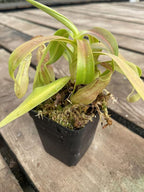 Nepenthes Sanguinea Pitcher Plant - Live Carnivorous - Beginner Friendly Tropical Pitcher Plant by Savage Gardeners