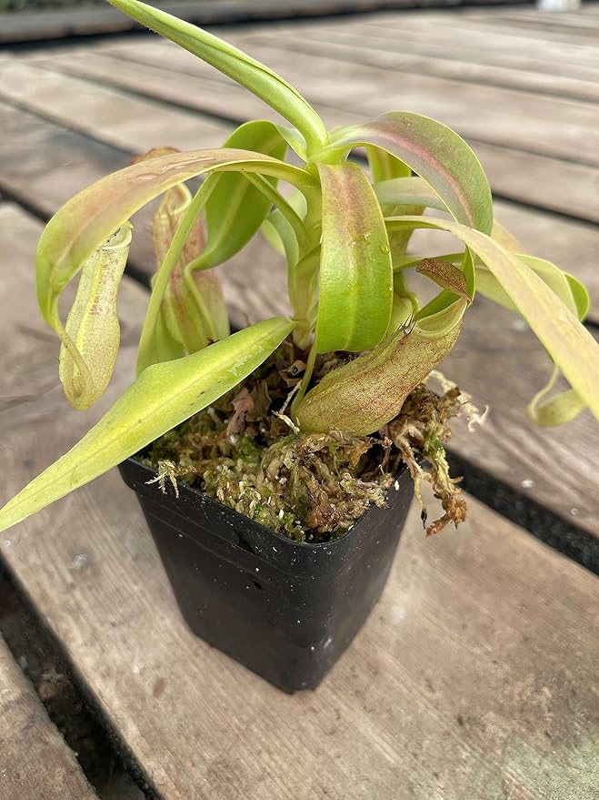 Nepenthes Sanguinea Pitcher Plant - Live Carnivorous - Beginner Friendly Tropical Pitcher Plant by Savage Gardeners