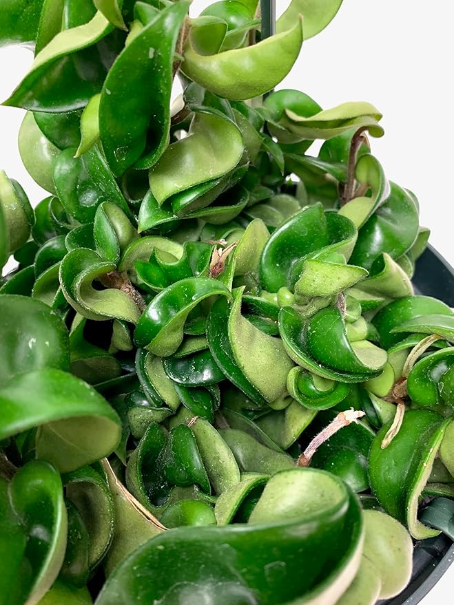 6" Hoya Compacta aka Hoya Hindu Rope in Hanging Pot Live Hoya Plant Air-Purifying Plant(Hoya Compacta, 6" Hanging Pot with Multiple Plants, Very Short Right Now)