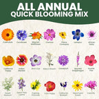 All Annual Quick Blooming Mix - 3,000 Flower Seeds for Planting - Wildflower Mix - 5 Gram Pouch