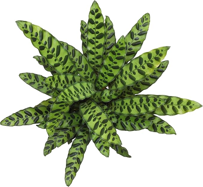 Plants for Pets Rattlesnake Plant Calathea (Lancifolia), Pet Friendly Prayer Decor in 6" White Pot, Live Houseplant Gift, Cat Safe, Decorative Desk House Plants by Plants for Pets