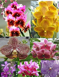 4 Live Orchid Plants to Choose (Cattleya, Oncidium, Vanda, Dendrobium, Phalaenopsis) (Vandas + Heat Pack)