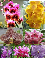 4 Live Orchid Plants to Choose (Cattleya, Oncidium, Vanda, Dendrobium, Phalaenopsis) (Vandas + Heat Pack)
