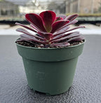 Sprout N Green Aeonium 'Meidusha', Live Rare Succulent Potted 4" Planter, Real House Plant for Party Favors Home Indoor Outdoor Garden Wedding Decoration DIY Projects