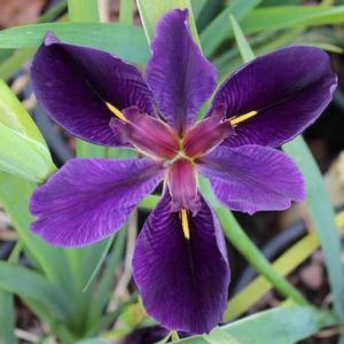 Iris 'Black Gamecock', a Great Live Pond Plant for Your Water Garden. Filters The koi and Goldfish Pond. Good for Bogs, Plant Shelf or Shallow Water This marginal Aquatic is a Real Beauty