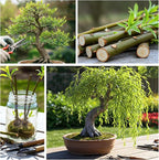 Dwarf Weeping Willow Bonsai Tree Cutting to Grow – Live Indoor Plant for Home & Office Décor | Hand-Trained Miniature Tree with Elegant Cascading Branches - Bonsai Material