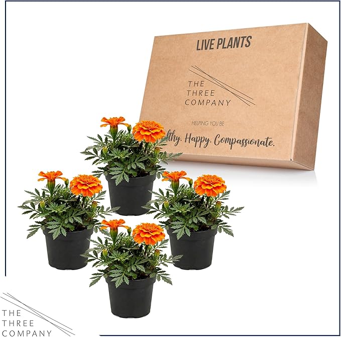 Live Flowering Marigold - Durango Orange (4 Per Pack), Beautiful Spring Color, 8" Tall by 4" Wide in 1 Pt Pot