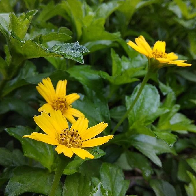 Chalily Water Zinnia, a Great Live Pond Plant for Your Water Garden. Filters The koi and Goldfish Pond. Good for Bogs, Plant Shelf or Shallow Water This marginal Aquatic is a Real Beauty