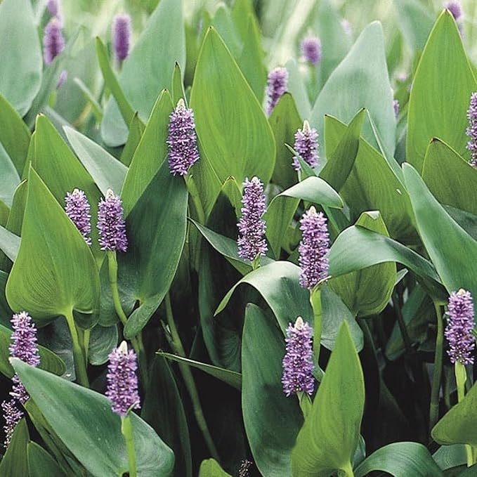 Chalily Pink Pickerel Rush, a Great Live Pond Plant for Your Water Garden. Filters The koi and Goldfish Pond. Good for Bogs, Plant Shelf or Shallow Water This marginal Aquatic is a Real Beauty
